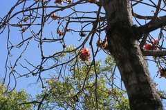 Brachychiton viscidulus