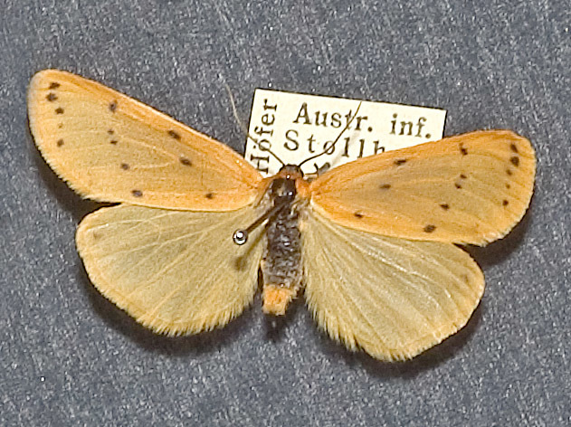 Dew Footman