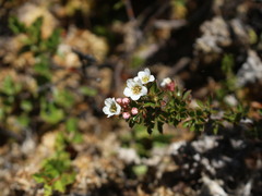 Escallonia virgata