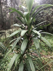 Cordyline stricta