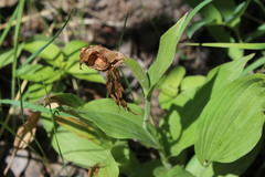 Cypripedium parviflorum pubescens