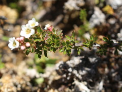 Escallonia virgata