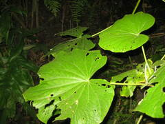 Piper umbellatum
