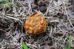 Calvatia holothurioides