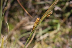 Carex aematorrhyncha