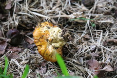 Calvatia holothurioides