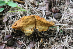Calvatia holothurioides
