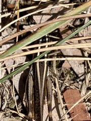 Macrotona securiformis