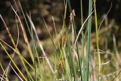 Carex aematorrhyncha