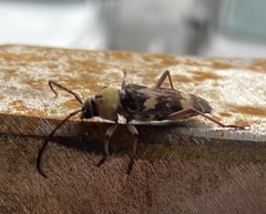 Megacyllene antennata