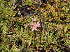 Lysimachia buxifolia