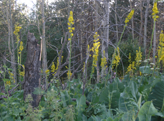 Ligularia heterophylla