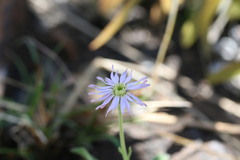 Olearia arguta