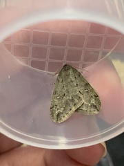 Paleacrita merriccata