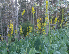 Ligularia heterophylla