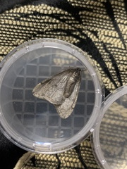 Paleacrita merriccata