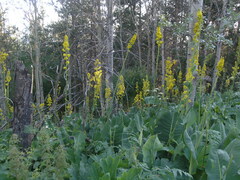 Ligularia heterophylla
