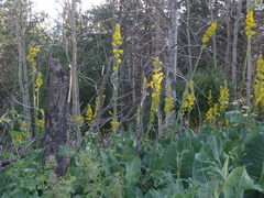 Ligularia heterophylla