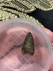 Paleacrita merriccata