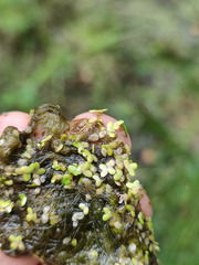 Lemna turionifera