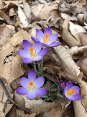 Crocus tommasinianus