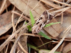 Agrotis munda