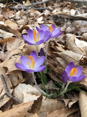 Crocus tommasinianus