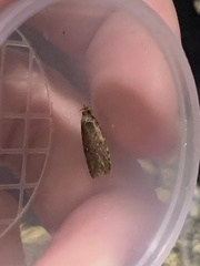 Agonopterix pulvipennella