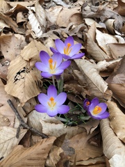 Crocus tommasinianus