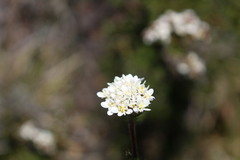 Triptilion benaventii