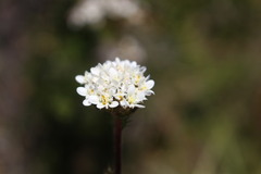 Triptilion benaventii