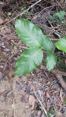 Gnetum luofuense