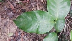 Gnetum luofuense