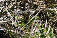 Triptilion benaventii