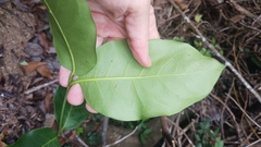 Gnetum luofuense