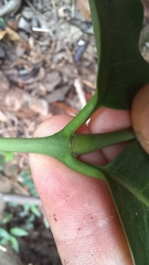 Gnetum luofuense