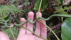 Gnetum luofuense