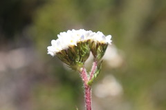 Triptilion benaventii