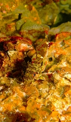 Bovichtus angustifrons