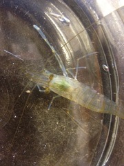 Palaemon macrodactylus