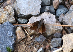 Atrytonopsis deva