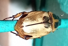 Cyclocephala lunulata