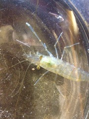 Palaemon macrodactylus