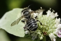 Megachile petulans