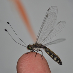 Ameropterus