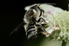 Megachile petulans