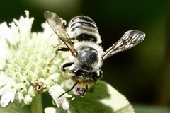 Megachile petulans