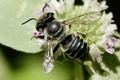 Megachile petulans