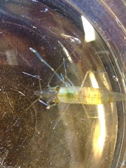 Palaemon macrodactylus