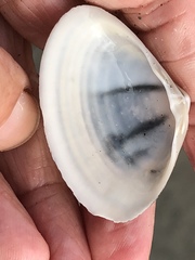 Simomactra planulata